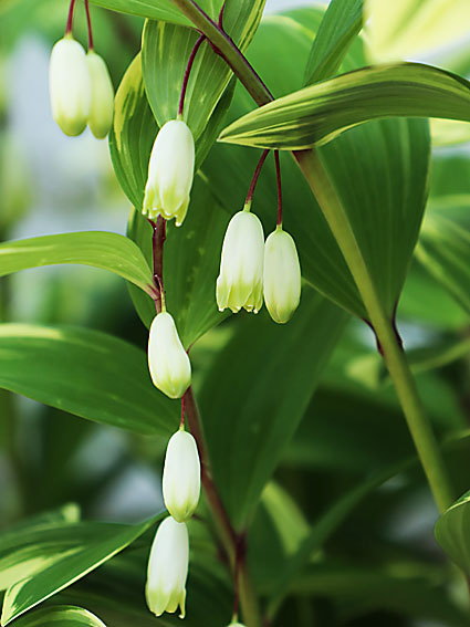 �A�}�h�R��(1)