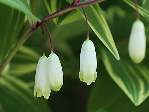 �A�}�h�R��(2)