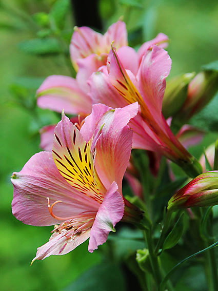 �A���X�g�������A(1)