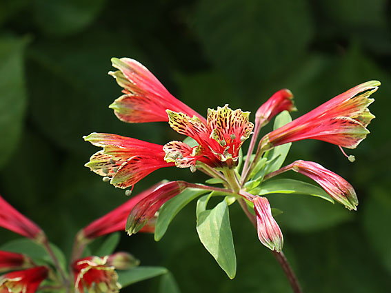 �A���X�g�������A�i�R�j