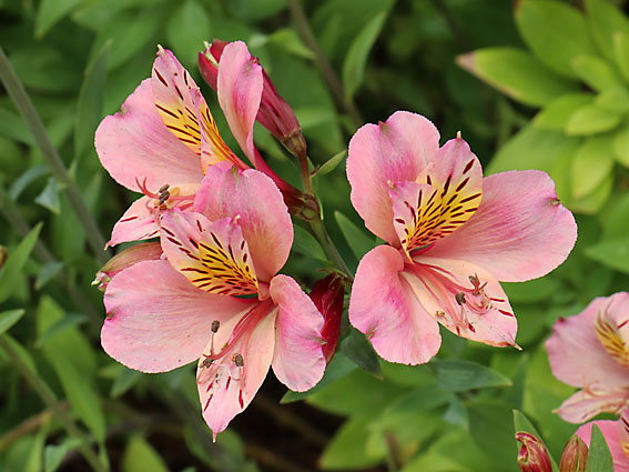 �A���X�g�������A(2)