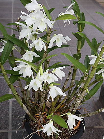 �f���h���r�E��(1)