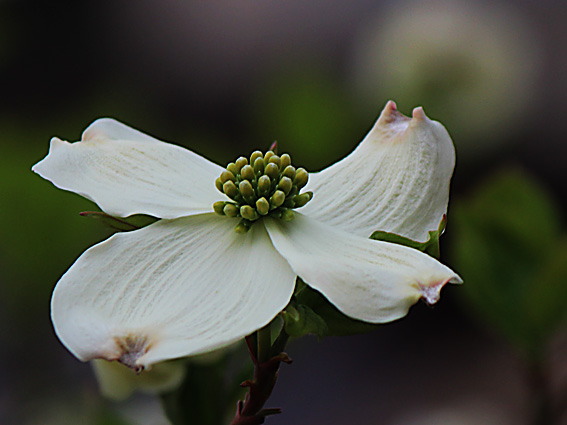 �n�i�~�Y�L(3)