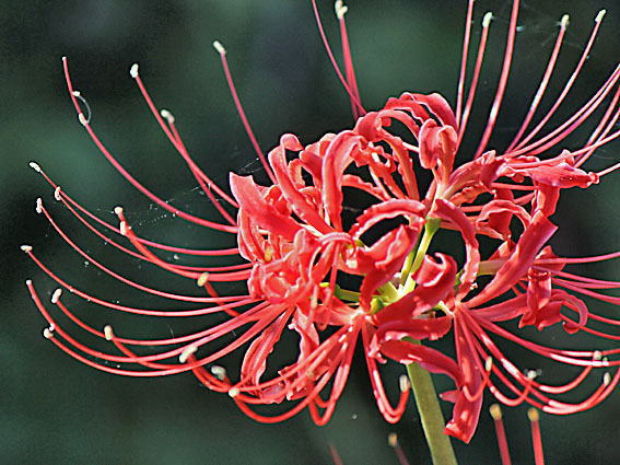 �q�K���o�ib