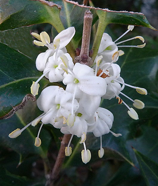 �q�C���M(1)