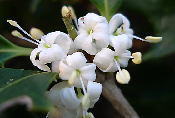 �q�C���M(2)