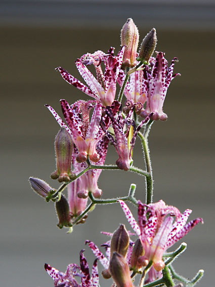 �z�g�g�M�X(1)