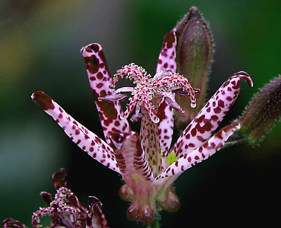 �z�g�g�M�X(4)