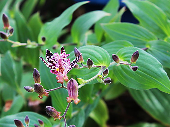 �z�g�g�M�X(2)