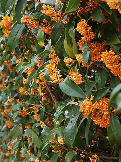 �L�����N�Z�Ca