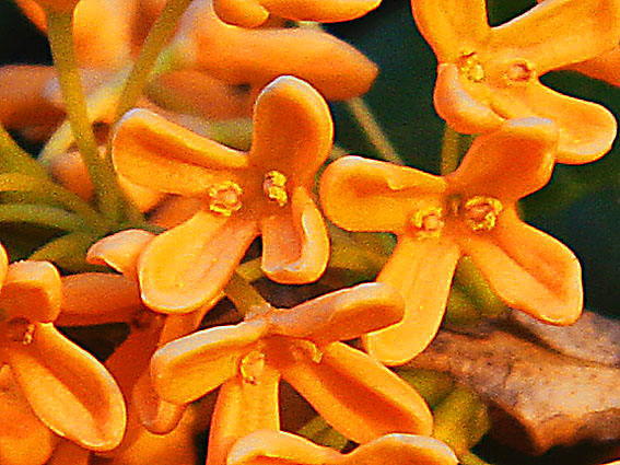 �L�����N�Z�Cc