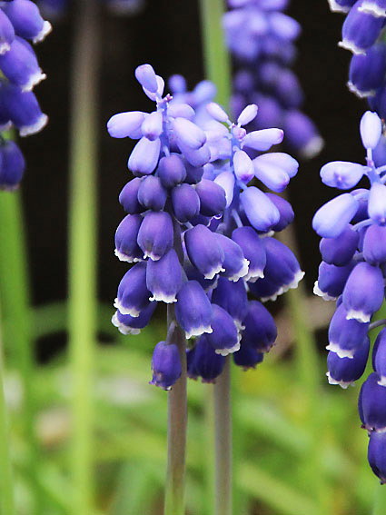 ���X�J��(1)