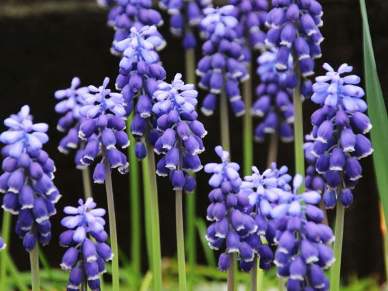 ���X�J��(2)