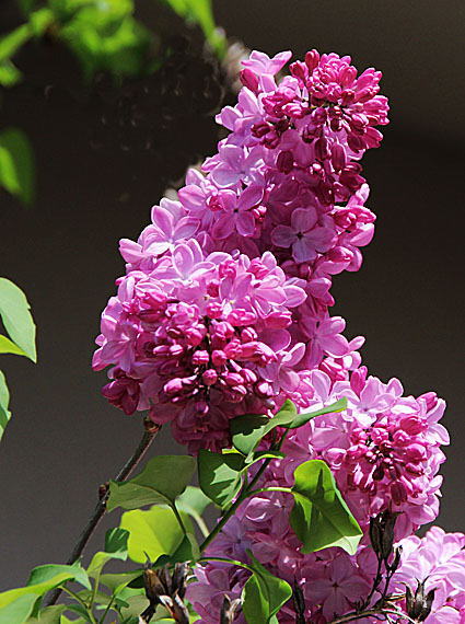 ���C���b�N(1)