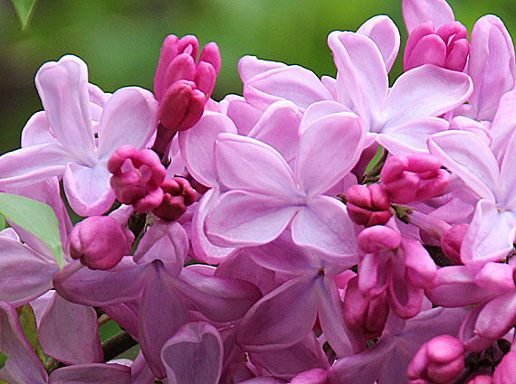 ���C���b�N(2)