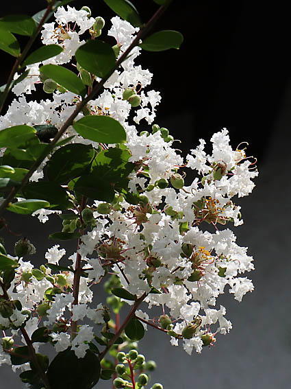 �T���X�x���i���j