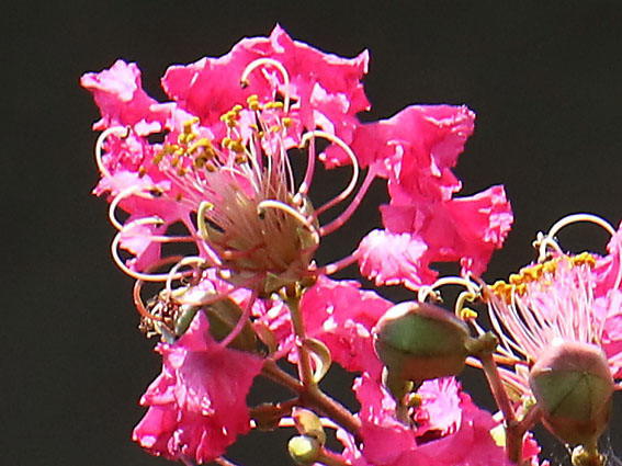 �T���X�x���i�g�A�ԋߎʁj