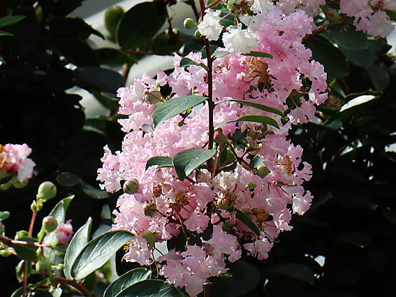 �T���X�x���i�s���N�j