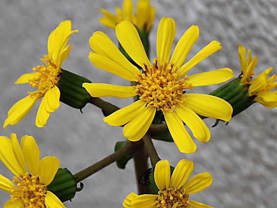 �c���u�L(2)