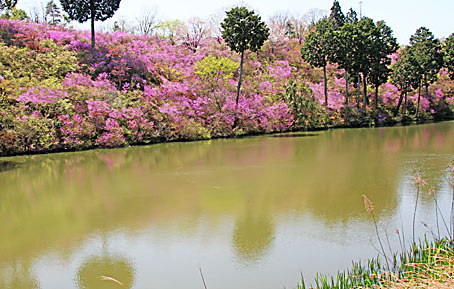 池南岸の丘のつつじ