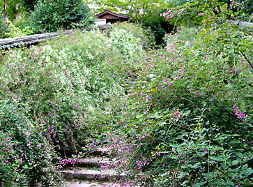 山門内の萩の階段
