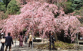 本殿前の枝垂桜