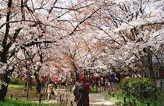 桜園(2)