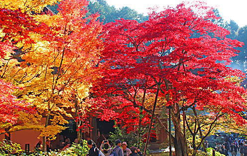 本堂付近の紅葉