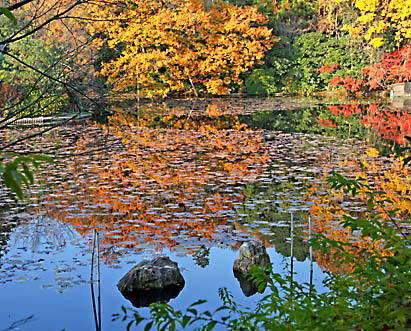 鏡容池の水分石と池畔の紅葉