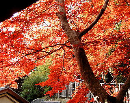 大阪・神峰山寺(4)
