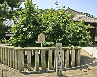 菩提樹