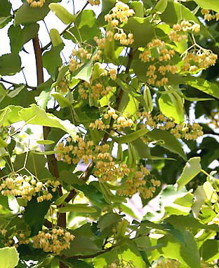 菩提樹の花