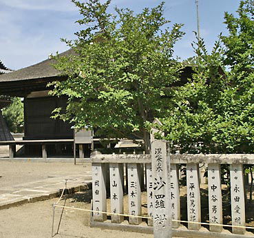 沙羅の樹