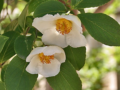 沙羅の花