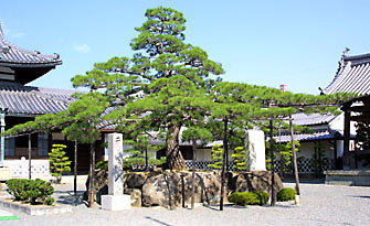 大石名残の松