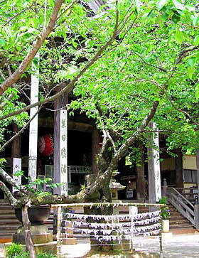 本堂前の桜標本木