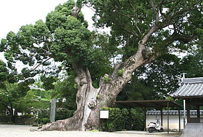 自然保存木の楠木