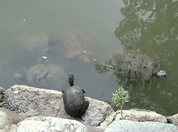 池の亀